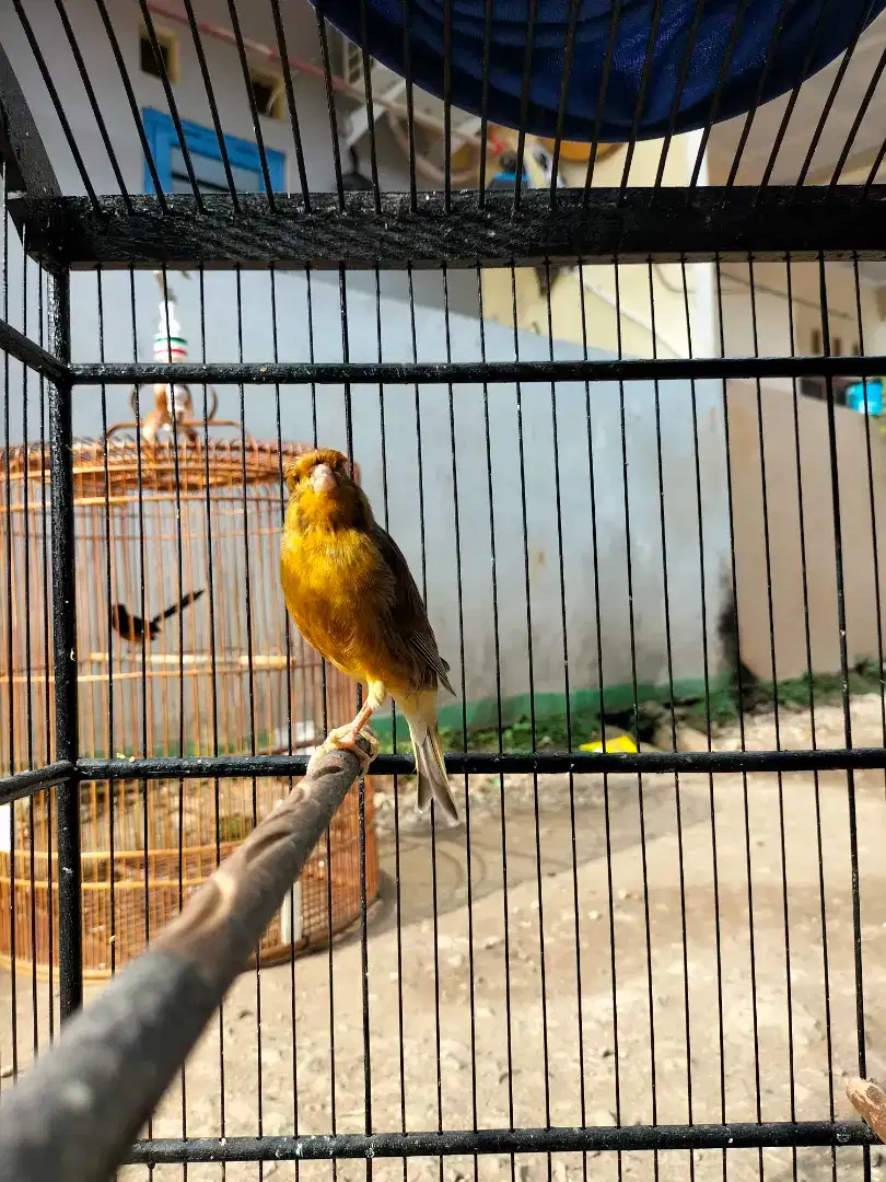 Burung kenari berkicau gacor sama kandang