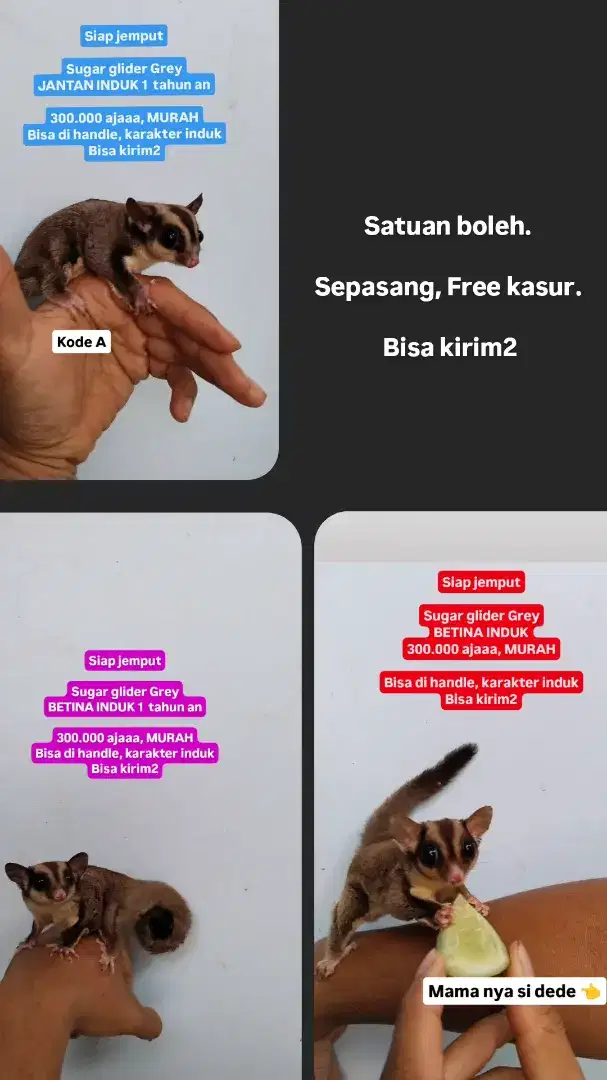 Sugar glider grey induk veloz sigra vario kandang ayam aqiqah telur sg