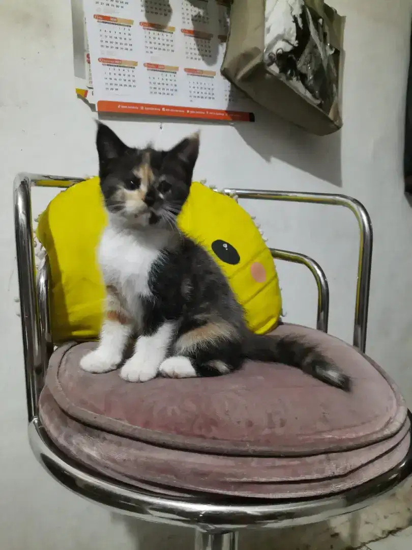 Kucing kitten calico