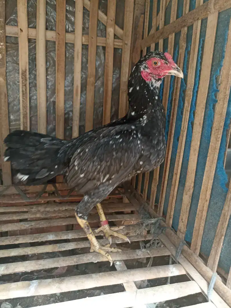 Ayam bangkok batik blorok betina