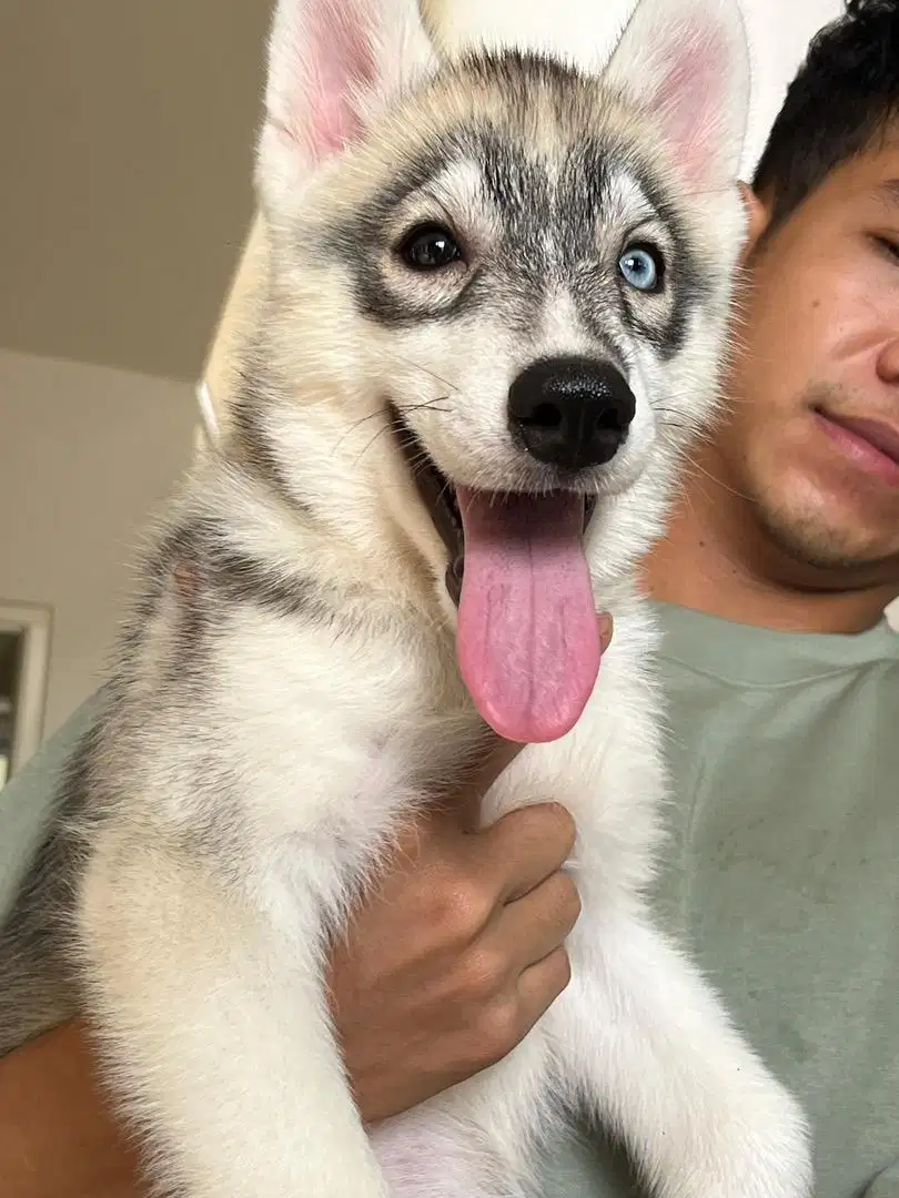 Husky mix Alaskan malamute Betina COD BEKASI