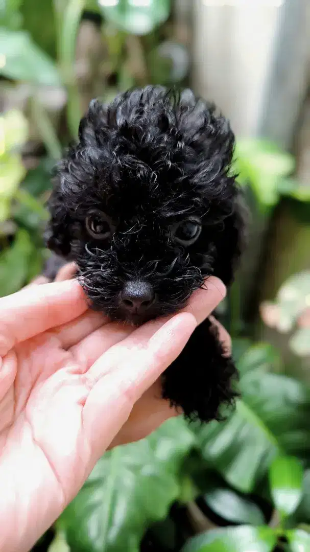 Jual anak anjing  Super Tiny Toy Poodle black jantan- Male 3