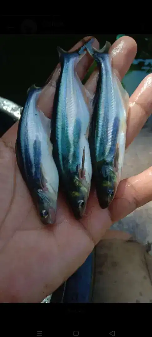 SEDIA BIBIT IKAN PATIN KUALITAS UNGGUL