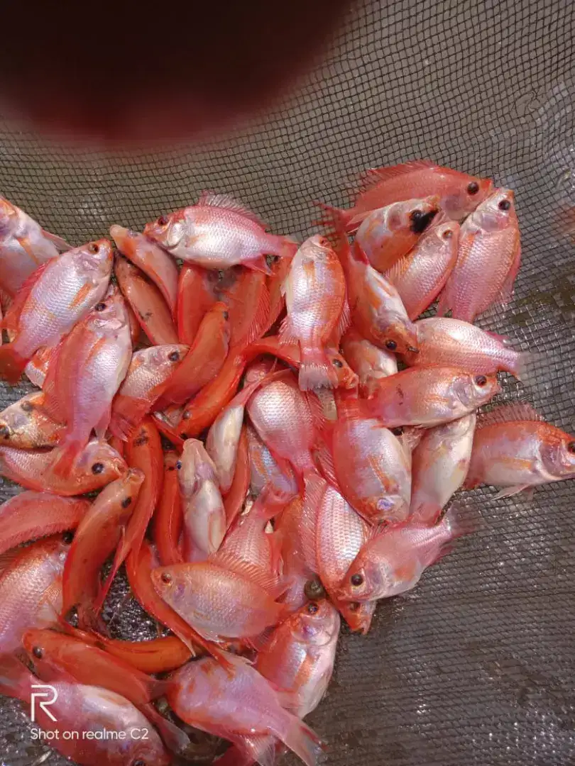 SEDIA BIBIT IKAN NILA MERAH 2jari