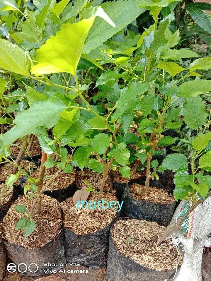 Bibit Tanaman Buah Murbei / Mulberry - Harga Murah - Cepat Berbuah