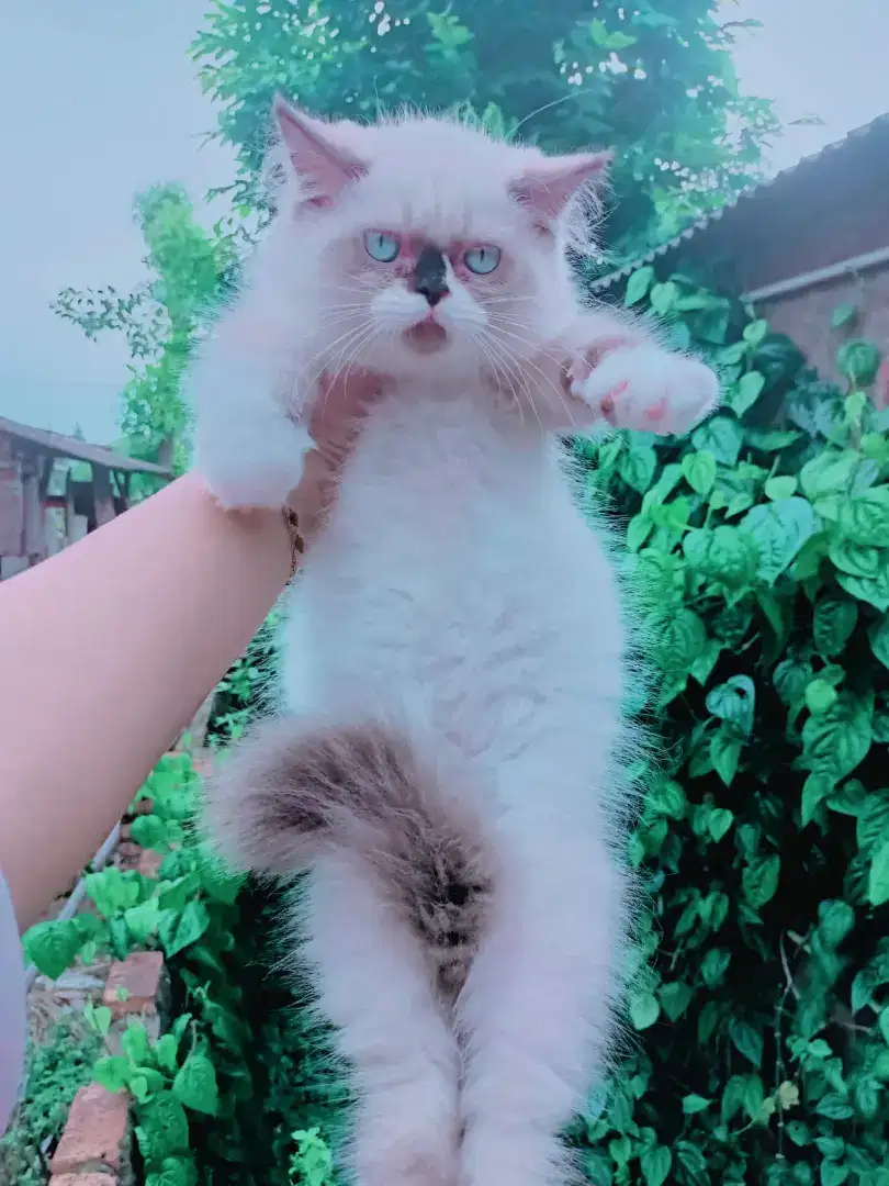 Kitten Ragdoll Jantan