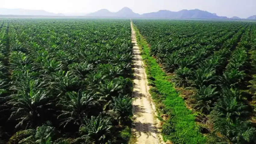 Perkebunan kelapa sawit