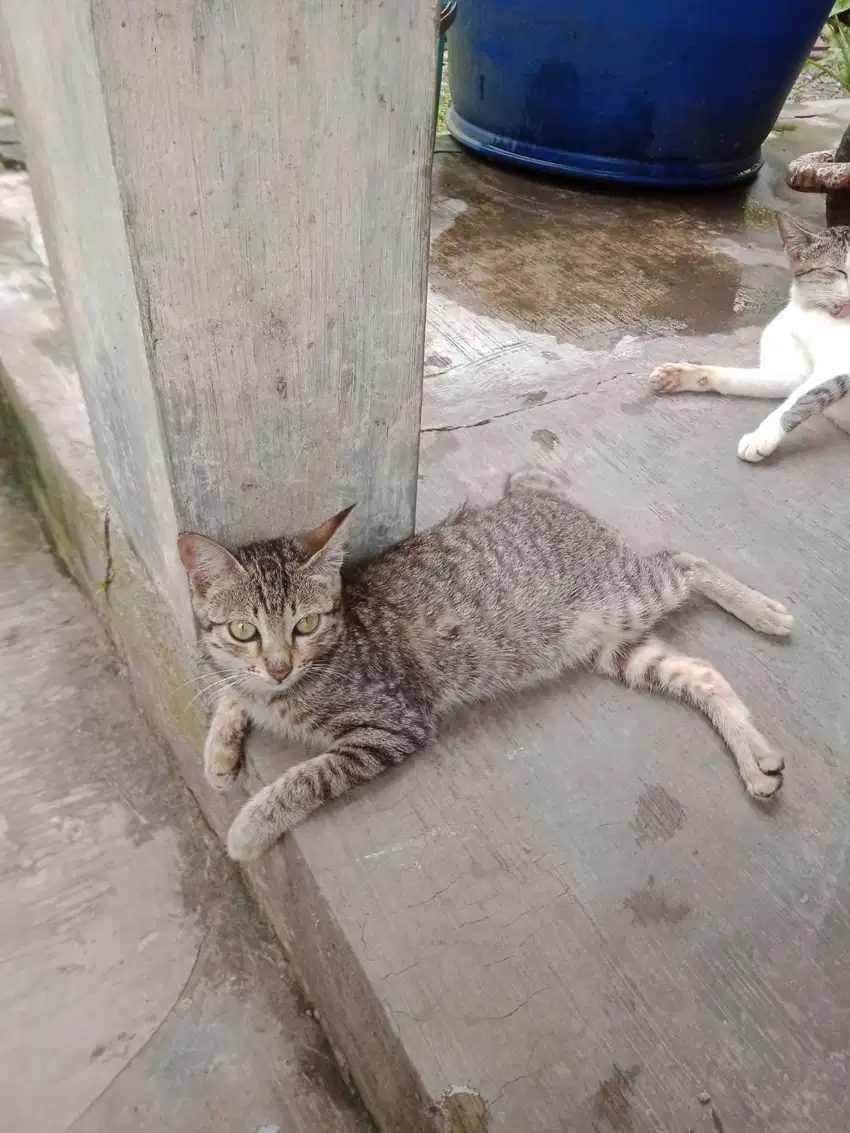 Dijual Anakan kucing