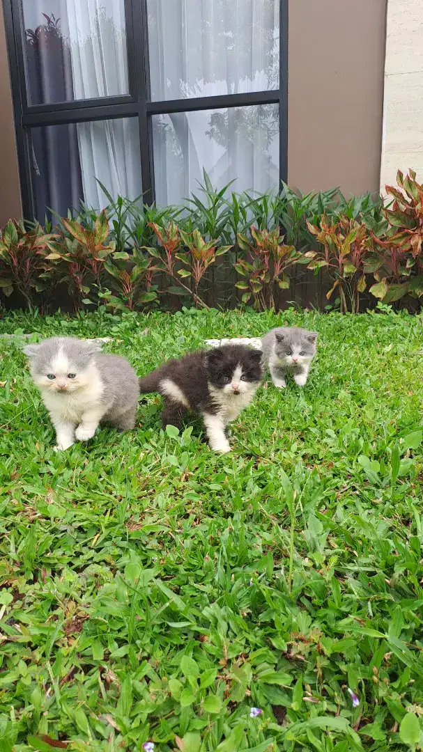 Kucing British ShortHair Bicolor