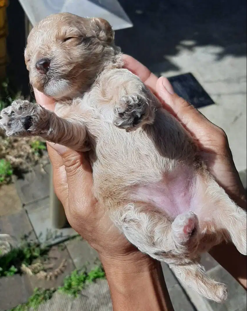 Dijual Anak Poodle Medium Betina Bercorak Putih Usia 1 bulan