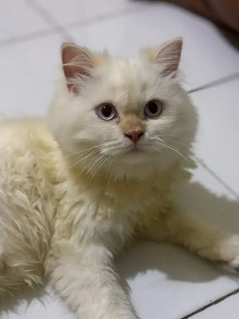 Adopsi kucing Himalaya