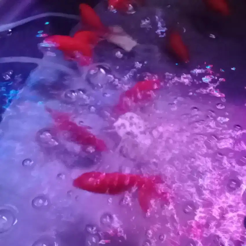 Ikan hias maskoki oranda