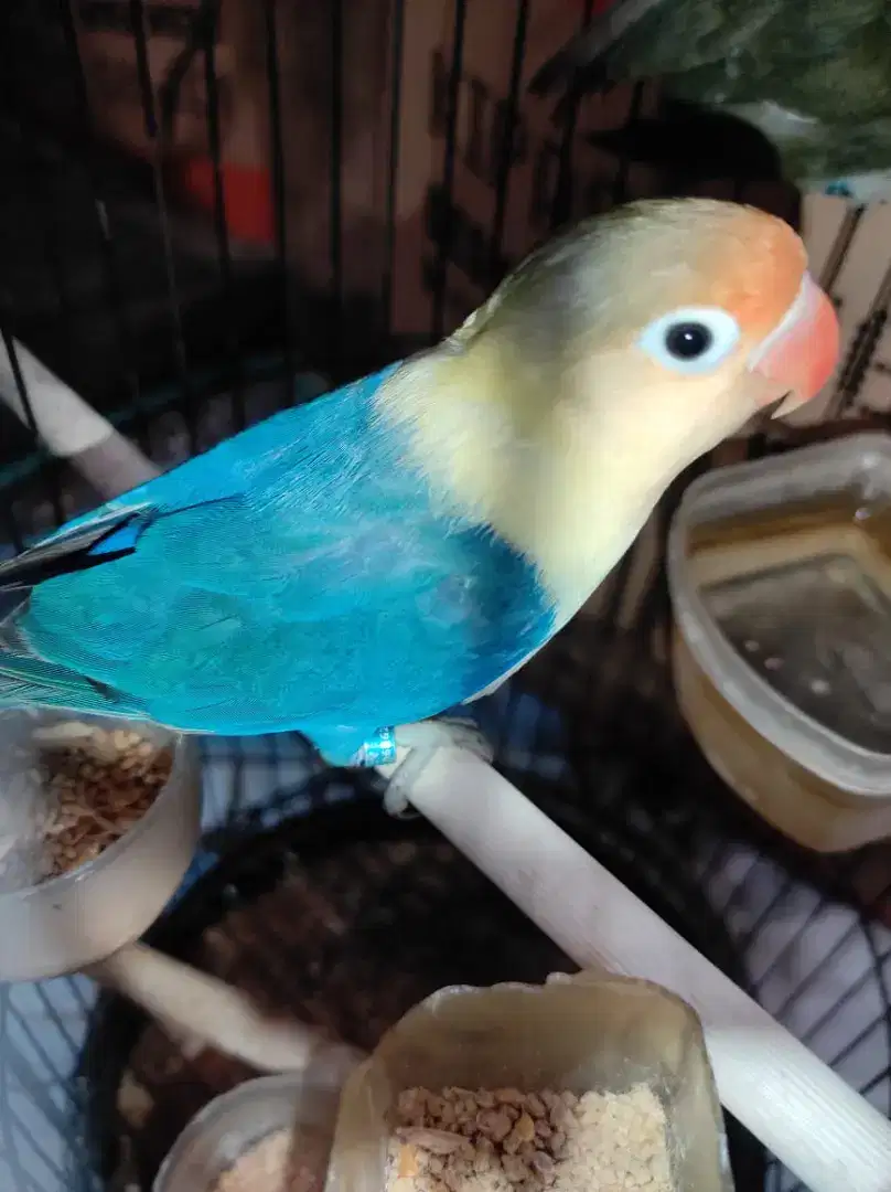 Lovebird PB BLUE jantan 8 bulan