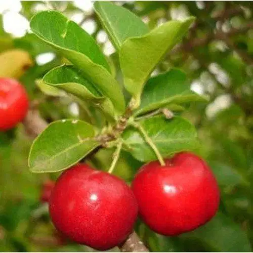 Bibit Tanaman Cherry Barbados Siap Tanam Harga Murah