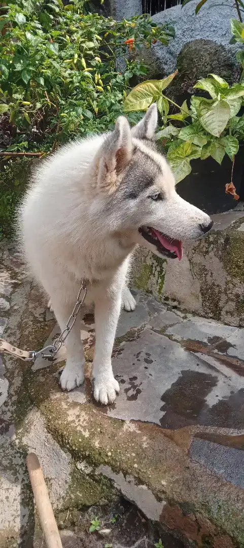 Siberian husky betina