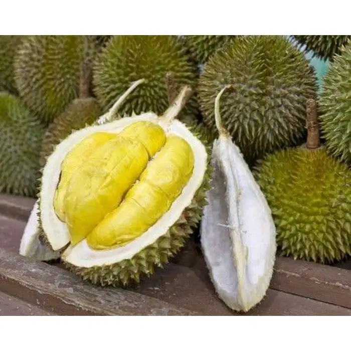 Bibit Durian Musangking Kaki Satu | Kualitas Unggul