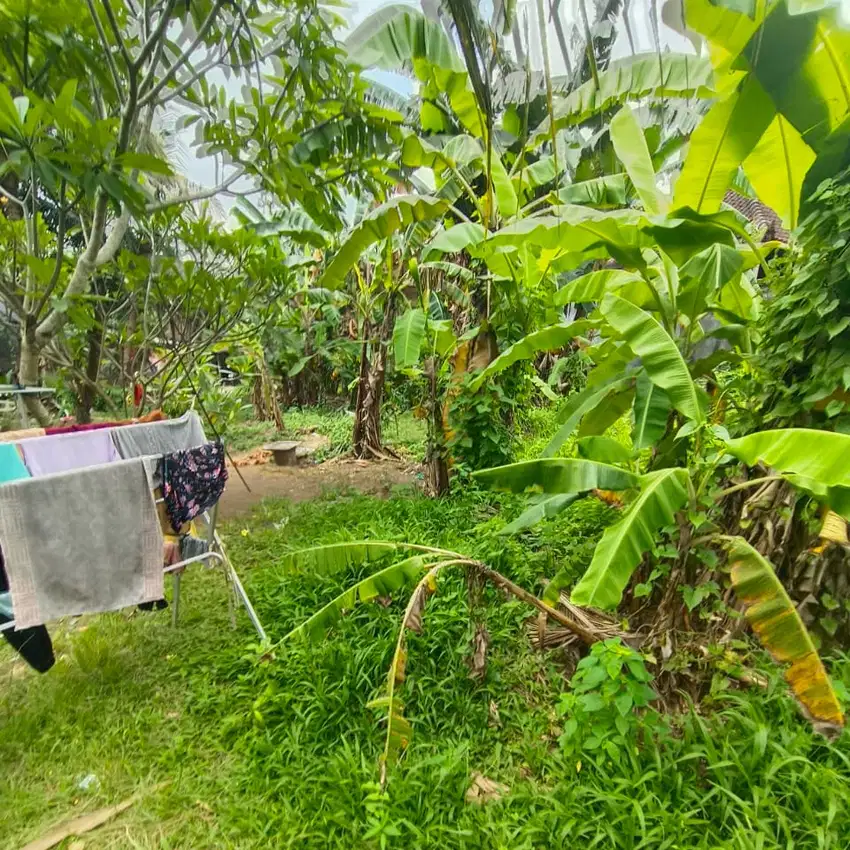 Di Jual Tanah ada Rumah Sederhana  MAS  UBUD