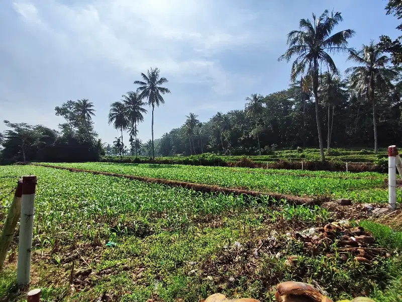 TANAH SHM 6500 NOL JALAN PROPINSI JEMBER BANYUWANGI