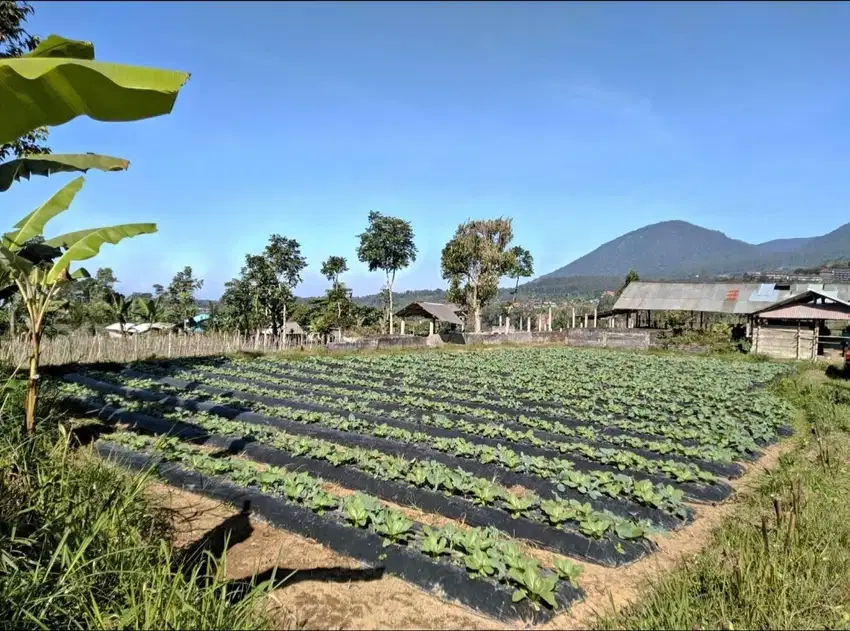 Tanah kebun view lembah dan gunung di Baturiti dekat Bedugul Bali