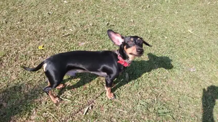 Anjing tekkel hitam jantan 3 tahun