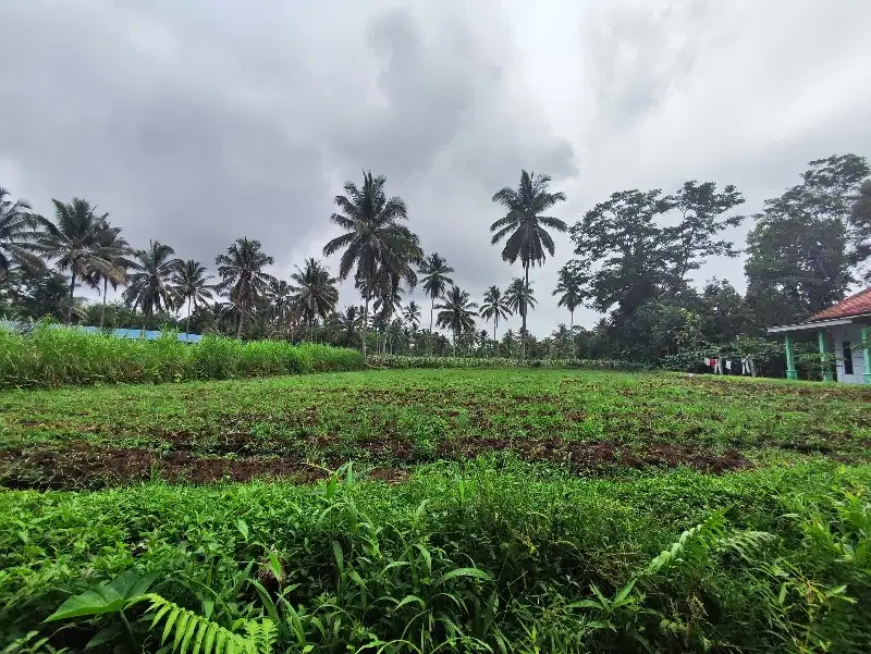 SAWAH PRODUKTIF 1070 KARANGPRING JEMBER