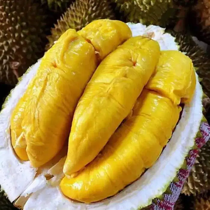 Bibit Durian Bawor Unggul Kaki Tiga | Siap Tanam