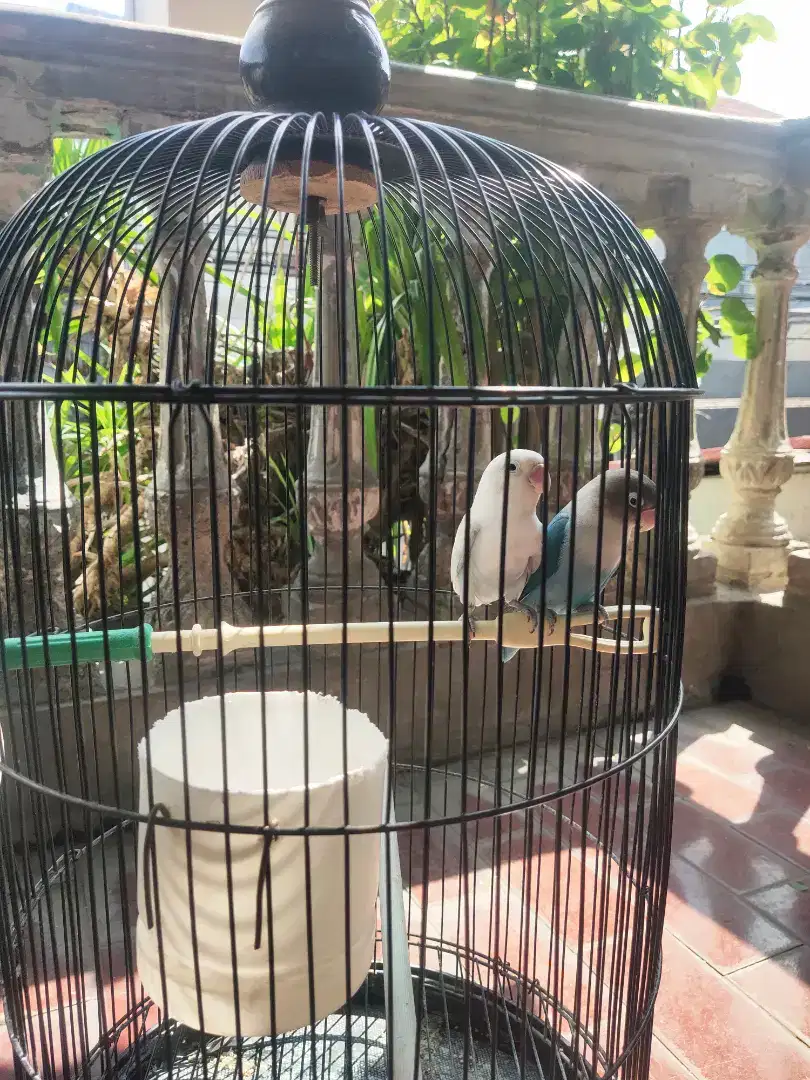 JUAL BURUNG LOVEBIRD SEPASANG PLUS KANDANG SESUAI FOTO IKLAN