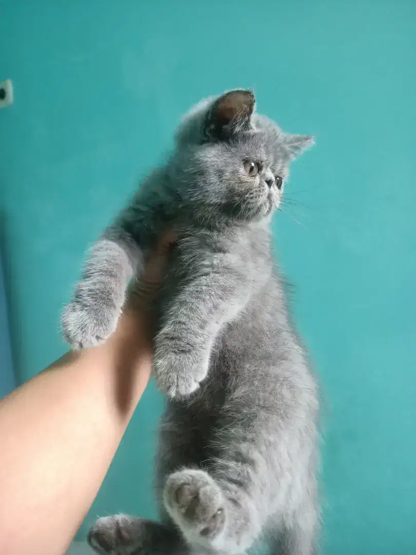 Kucing peaknose exotic shorthair kitten