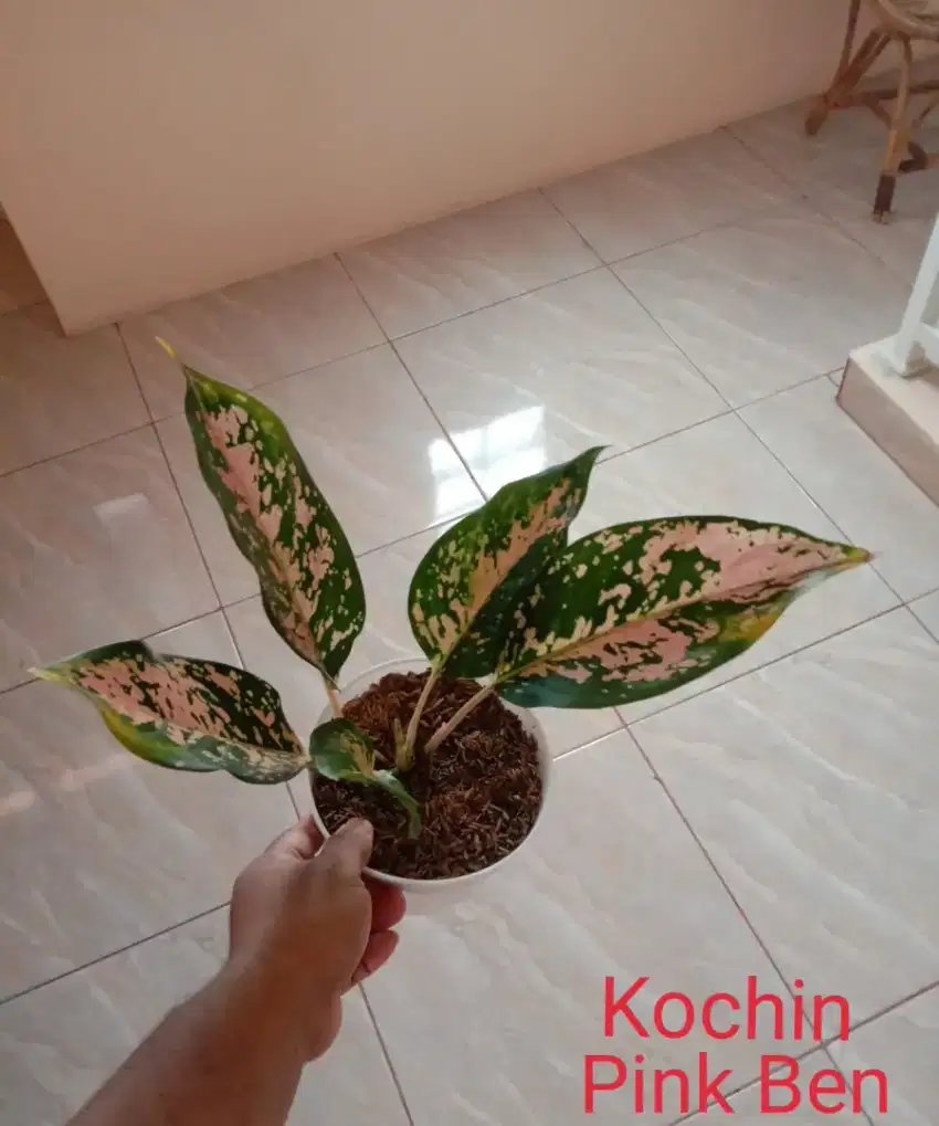 Aglonema Kochin Pink Ben