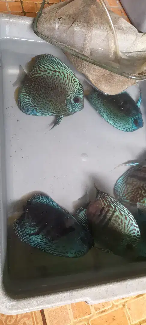 Ikan discus betina / female