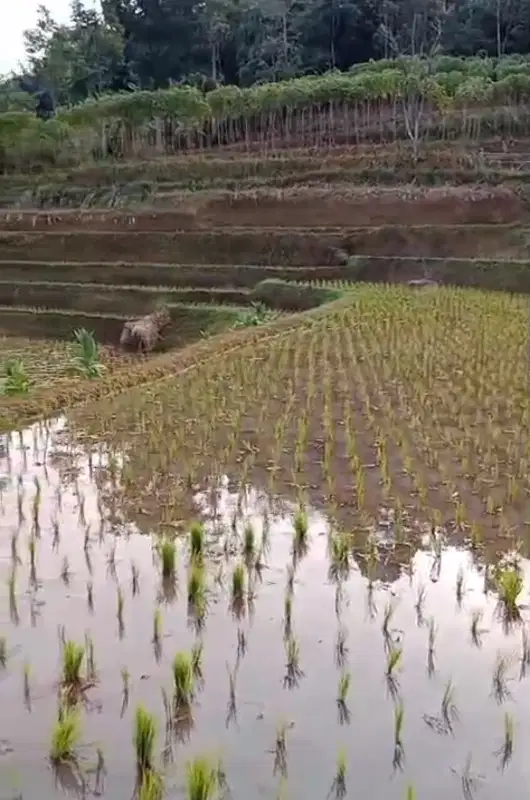 Tanah sawah subur Ciwangi limbangan garut