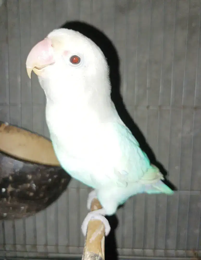 Burung Lovebird love bird Albino Retina merah jantan dewasa