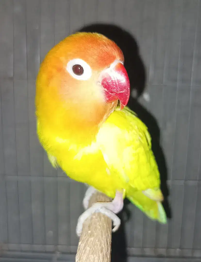 Burung Lovebird love bird Lutino Retina Merah jantan dewasa