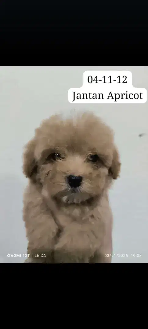 Toy poodle jantan