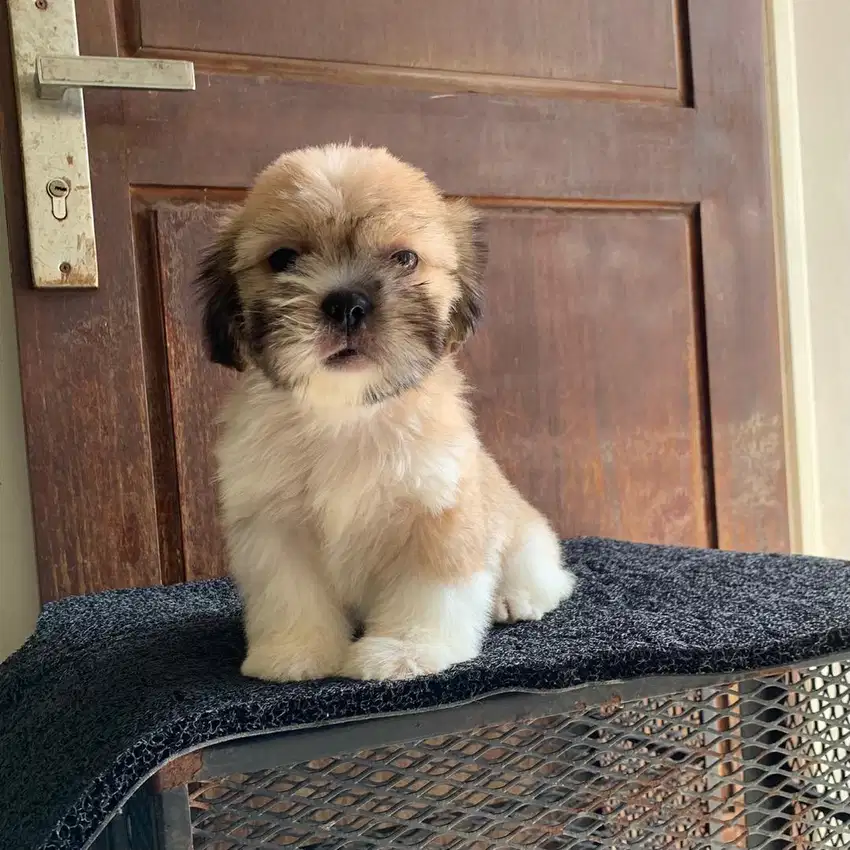 surabaya Anjing shihtzu shih tzu shitzu shitsu sitzhu