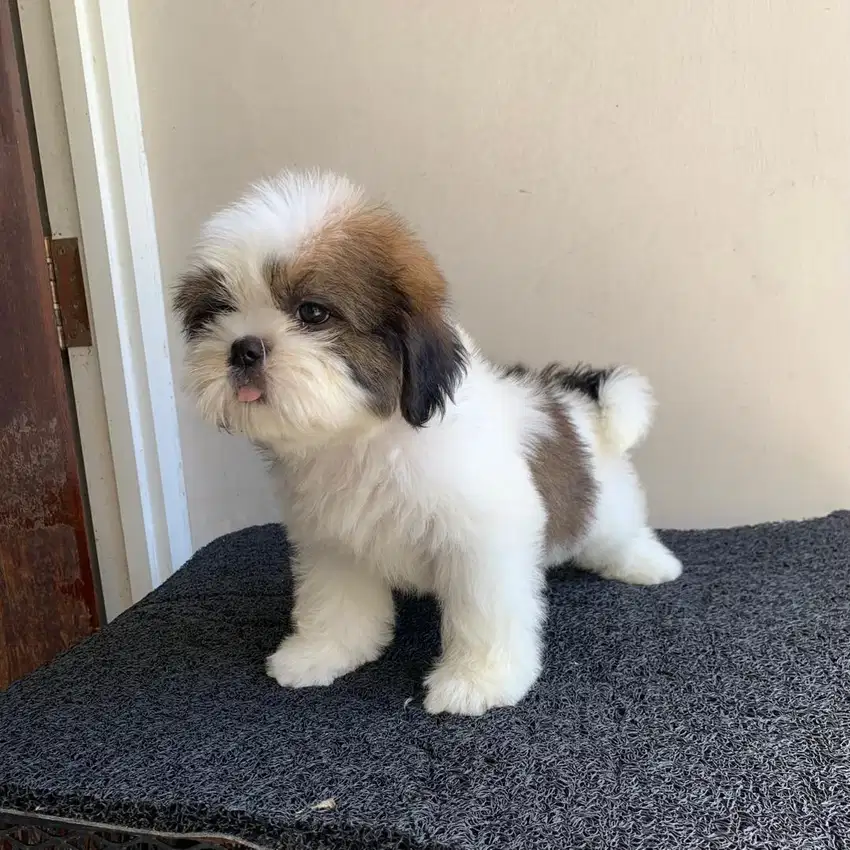 surabaya Anjing shihtzu shih tzu shitzu shitsu sitzhu