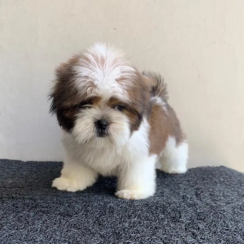 surabaya Anjing shihtzu shih tzu shitzu shitsu sitzhu