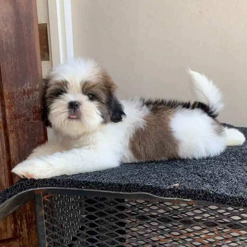 surabaya Anjing shihtzu shih tzu shitzu shitsu sitzhu