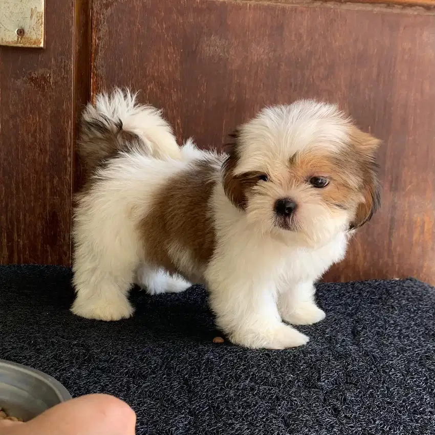 surabaya Anjing shihtzu shih tzu shitzu shitsu sitzhu