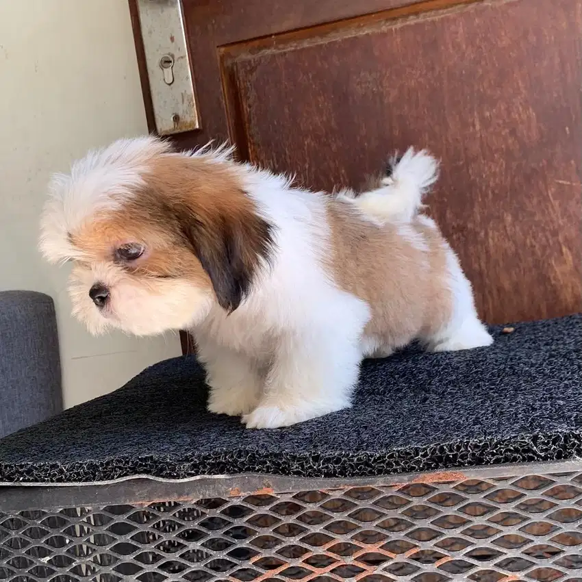 surabaya Anjing shihtzu shih tzu shitzu shitsu sitzhu