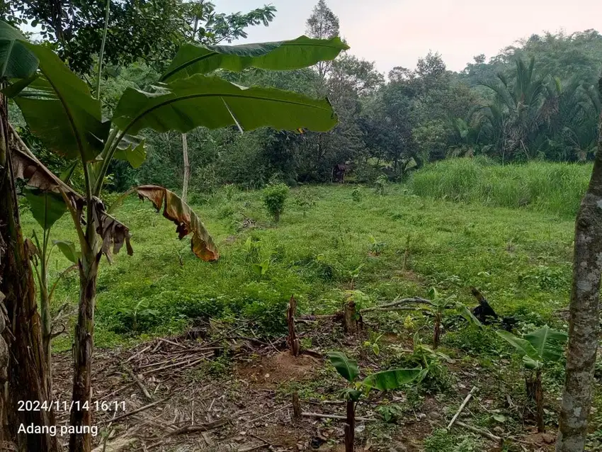 Tanah kebun murah meriah akses masuk mobil jual cepat aja