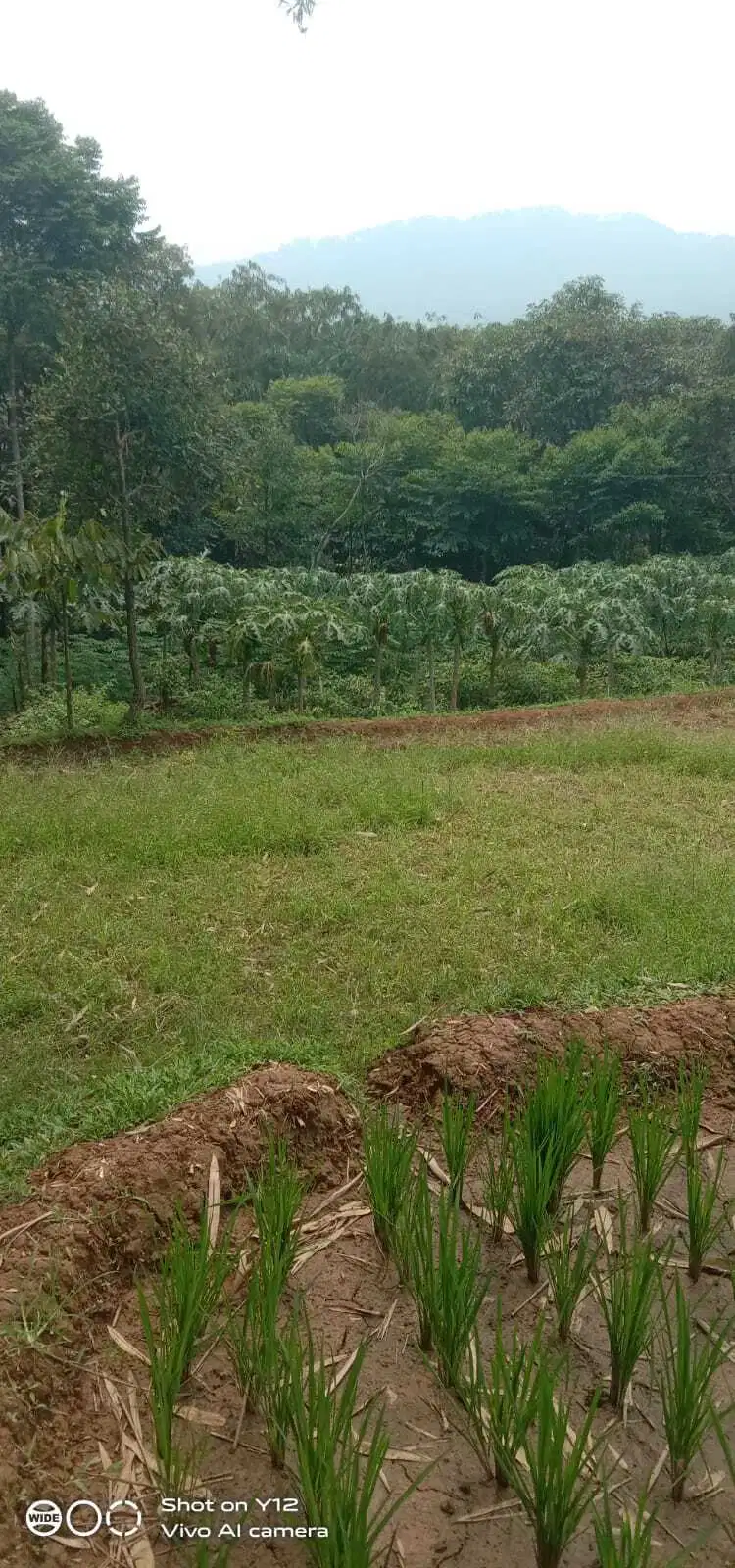 Tanah di jual murah meriah kebun dan sawah produktif air subur