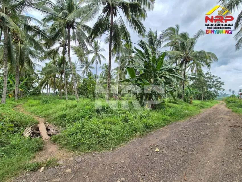 Dijual Tanah Kebun Kelapa di Jl. Macan Putih, Kabat - Banyuwangi