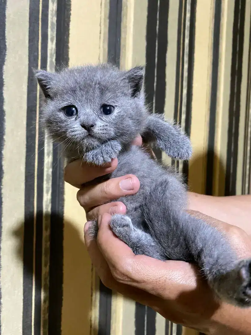 Kitten Scottish Fold