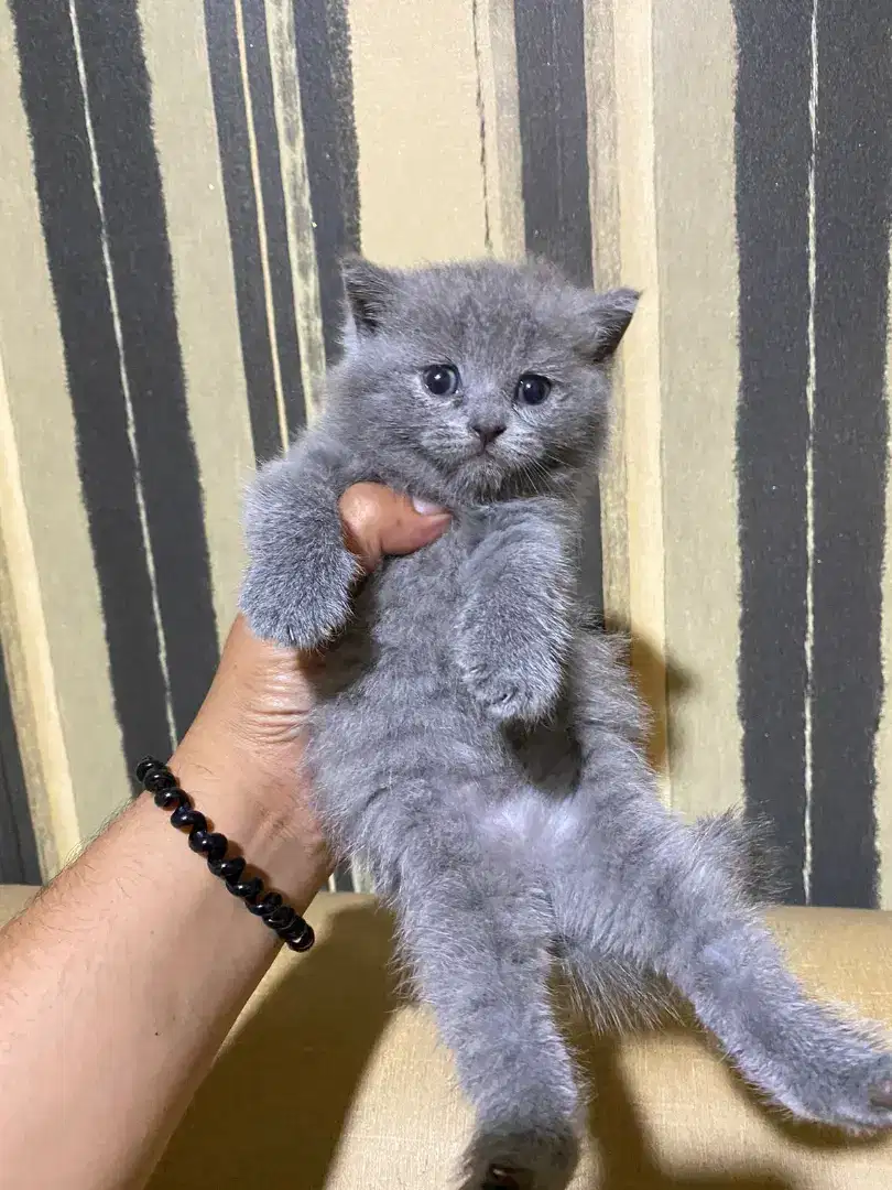 Kitten British Shorthair