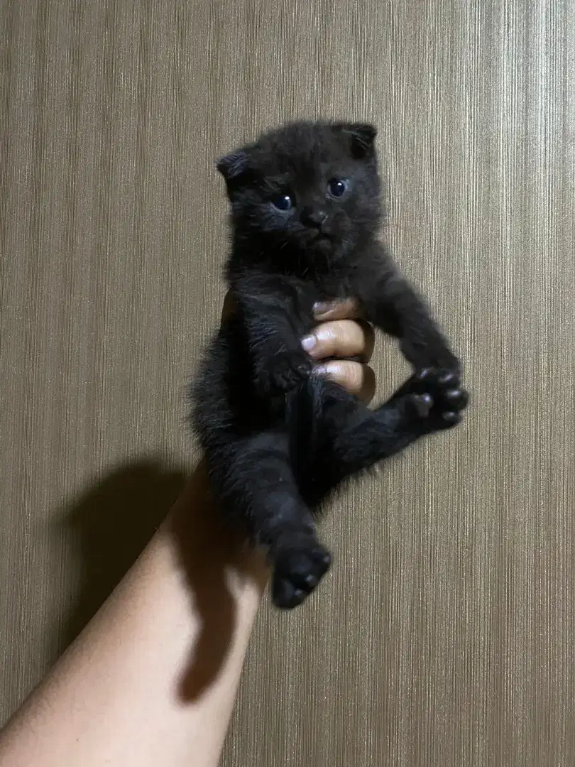 Kitten Scottish Fold