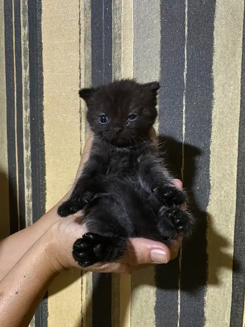 Kitten British Shorthair