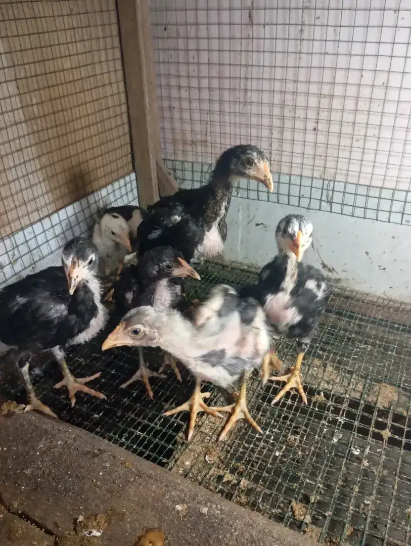 Ayam bangkok Lokal anakan 6 ekor borongan