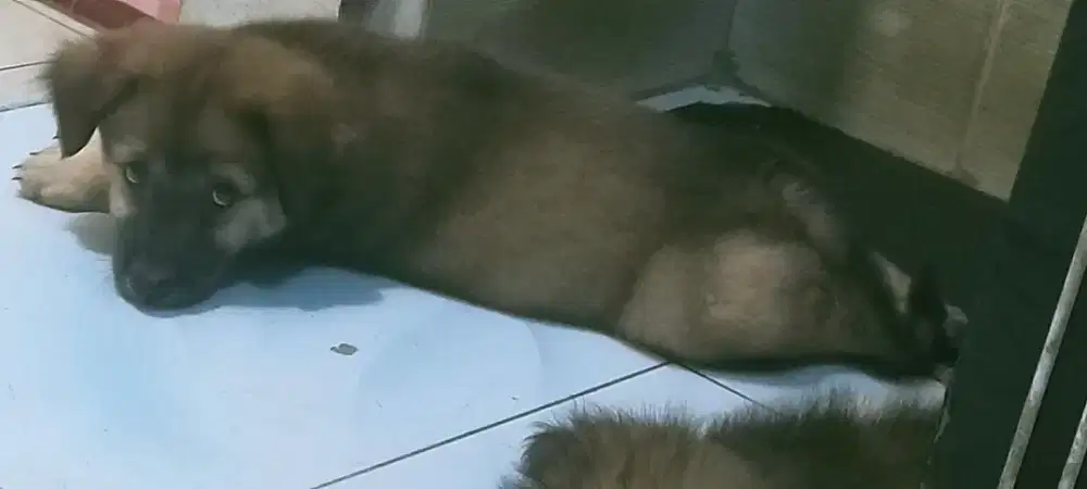 Anak Anjing mix Belgian malinois jantan.