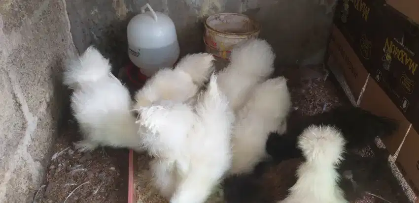 Ayam American Silkie Anakan